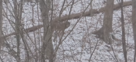 Zima wróciła w Bieszczady (VIDEO)