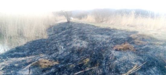 Groźny pożar trawy przy stawie na „Sosenkach” (ZDJĘCIA)