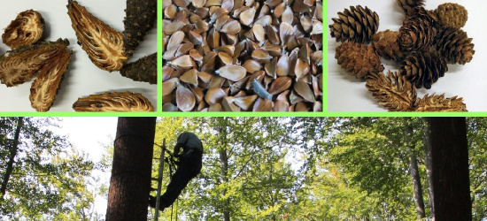 Był urodzaj nasion, będą z tego sadzonki (FOTO)