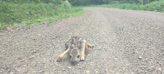 Rodzą się małe sarny i jelenie. Zachowajmy szczególną ostrożność (ZDJĘCIA)