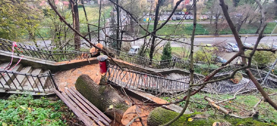 Usuwają powalone na schody drzewo (FOTO)