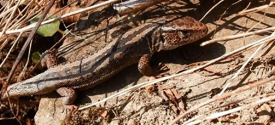 BIESZCZADY: Wygrzewanie w wiosennych promieniach słońca. Praktykujecie? (VIDEO)