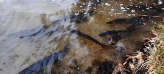 Łowiska zarybione szczupakiem. Obserwacje i kontrole (FOTO)