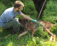 Wilk wpadł do studni. Ludzie go wyciągnęli (ZDJĘCIA)