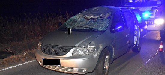 REGION: Jeleń wbiegł na drogę i potrącenie rowerzysty (FOTO)