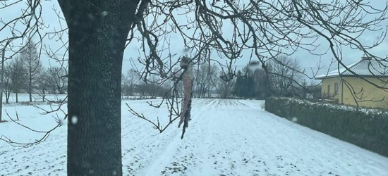Zwłoki kota wisiały na drzewie. Kto i po co to zrobił? (ZDJĘCIE)