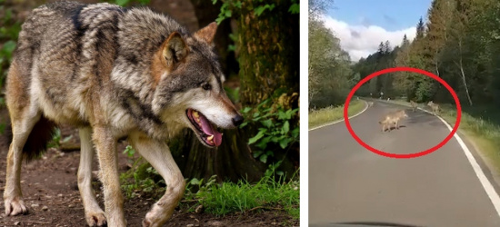 BIESZCZADY. Wataha wilków tuż przed samochodem. Wystraszył je dopiero klakson! (VIDEO)