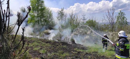 Pożar traw na Gruszce. Skrajnie nieodpowiedzialne zachowanie (ZDJĘCIA)