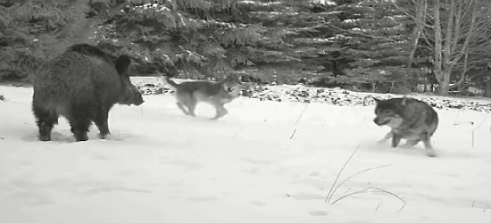 Nagranie z dzikich Bieszczadów! Walki zwierząt! (VIDEO)