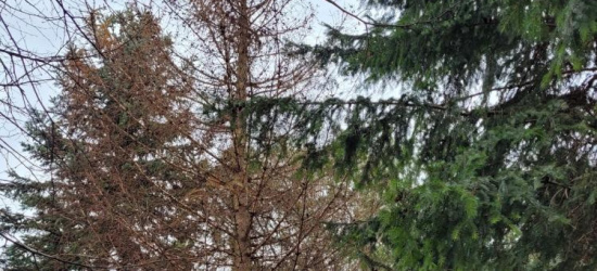Skutki suszy. Drzewa wymierają (FOTO)