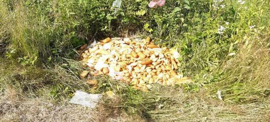 Kilkanaście kilogramów sera wyrzucone w lesie (FOTO)