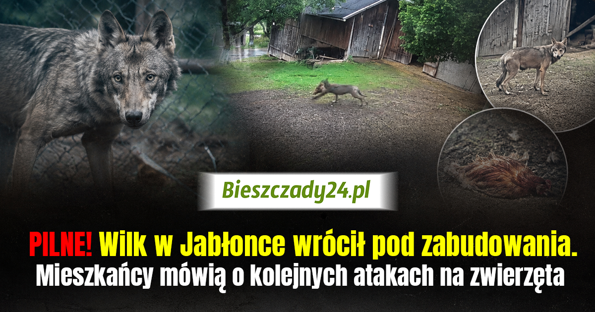 JABŁONKA: Kolejne ataki wilka w biały dzień! „Mieszkańcy żyją w ogromnym strachu” [VIDEO]