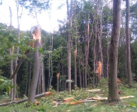 ZARSZYN24.PL: Niszczycielska siła trąby powietrznej. Zniszczone 4 ha lasu (ZDJĘCIA)