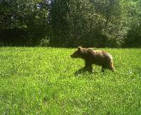 BIESZCZADY: Fotopułapka czasami i niedźwiedzia uchwyci. Drapieżnik przemierza bieszczadzkie lasy (VIDEO)