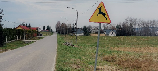 BLIZNE. Zderzenie z sarną. Zwierzę nie przeżyło
