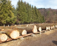 BIESZCZADY: Transporty drewna z dróg na kolej?