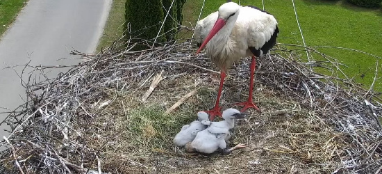 Bociania rodzina z Posady Zarszyńskiej. Oglądaj NA ŻYWO!