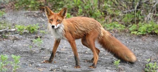 Jesienna akcja szczepienia lisów. Uwaga na przynęty, nie wolno ich dotykać