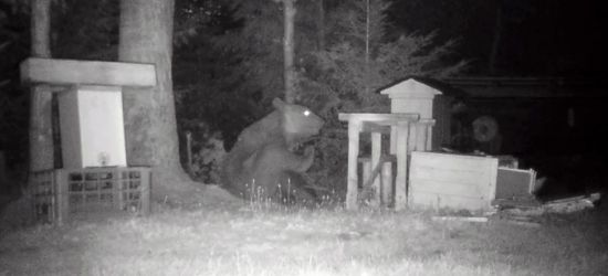 BIESZCZADY: Amator miodu grasuje w pasiece! Czasami narozrabia (VIDEO)
