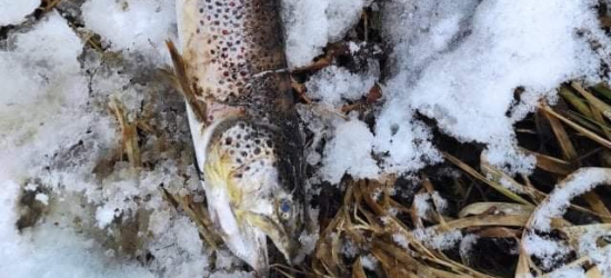 Ataki kormoranów na ryby w okolicznych rzekach (ZDJĘCIE)