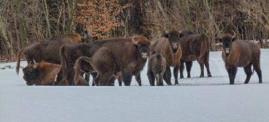 BIESZCZADY: 40 żubrów do odstrzału! (VIDEO)