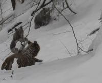 BIESZCZADY: Bywa, że to leśniczy wejdzie w drogę niedźwiedziom! (ZOBACZ FILM)