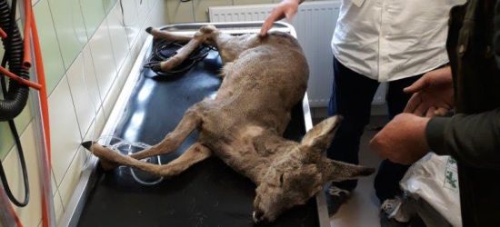 AKCJA KŁUSOWNIK 2019: Ratują dzikie zwierzęta (Zdjęcia)