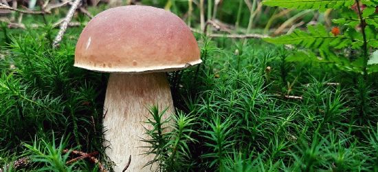 Grzybiarze – zachowajcie rozwagę!