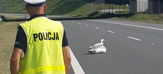 PODKARPACIE. Łabędź siedział na autostradzie (FOTO)