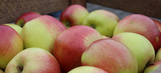 Od Świętego Mikołaja… darmowe jabłka!