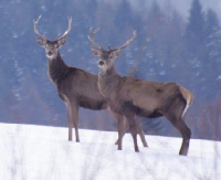 Zwierzyna policzona. Rosną populacje zwierząt chronionych: niedźwiedzi, wilków, bobrów (ZDJĘCIA)