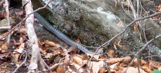 BIESZCZADY: Warto spoglądać pod nogi. Żmije nie śpią (VIDEO)