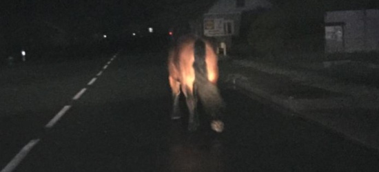 Nietypowa interwencja brzozowskich policjantów (VIDEO)