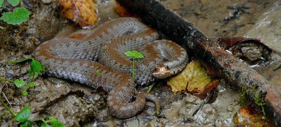 BIESZCZADY: Płazy i gady bardziej aktywne. Uważajmy!