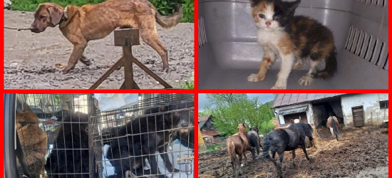 SANOK: Pomagają zwierzętom! Potrzebują naszego wsparcia!