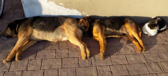 SANOK: Piękna pogoda, czas na odpoczynek. Ze słońca korzystają również psy i koty (FOTO)
