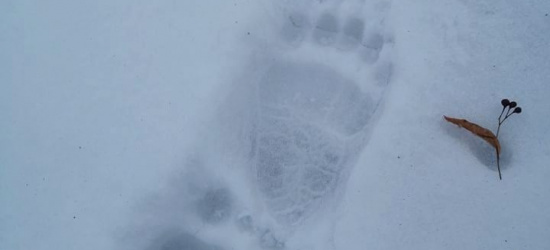 Ocieplenie na początku roku. Niedźwiedzie bardziej aktywne (ZDJĘCIA)