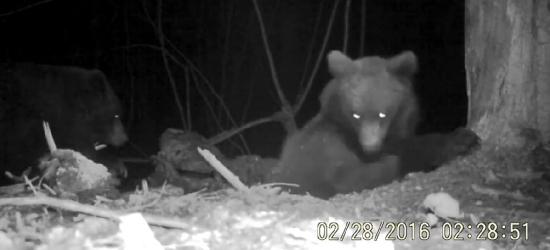 BIESZCZADY: Najpierw gruszki w sadzie potem spokojny sen (FILMY)