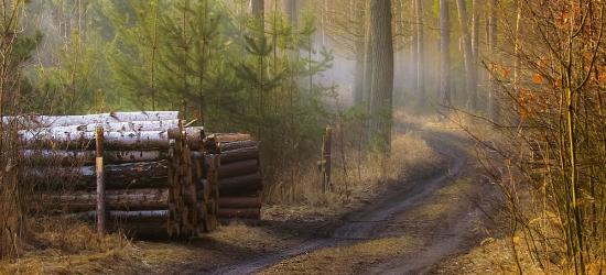 Pijany wraz z kolegą kradł i wywoził drewno