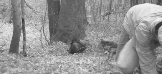 ATAK NIEDŹWIEDZIA: „Będzie Nagroda Darwina?”. Lasy Państwowe publikują zdjęcia z fotopułapki