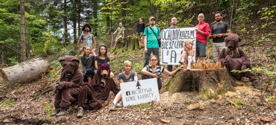 NADESŁANE: Inicjatywa Dzikie Karpaty przeciw wycince starodrzewu w Bieszczadach