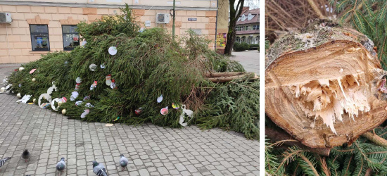 LESKO. W centrum miasta runęła choinka. Wandale czy pechowy montaż? (VIDEO, ZDJĘCIA)