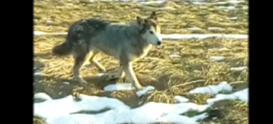 INTERNAUTA: Wilki spacerują w najlepsze obok zabudowań (VIDEO)