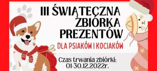 Zbiórka dla psiaków i kociaków. Jak można pomóc?