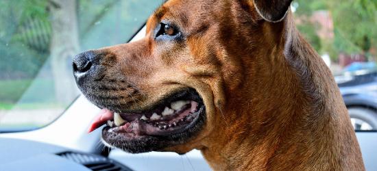 SANOK: Dwa zdenerwowane i spragnione amstaffy zamknięte w samochodzie. Na pełnym słońcu (ZDJĘCIA)