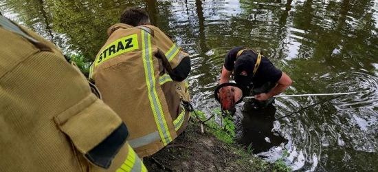 Strażacy pomogli małemu chłopcu! Wydobyli ze stawu aparat słuchowy (FOTO)