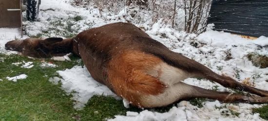 BIESZCZADY: Wilki zaatakowały obok szkoły! (DRASTYCZNE ZDJĘCIA)