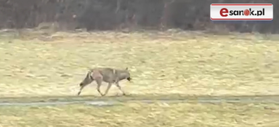 BYKOWCE. Wilk spacerujący w pobliżu zamieszkałych domów! (VIDEO)