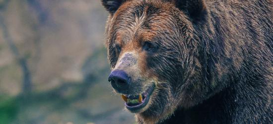 BIESZCZADY: Koniec śledztwa w sprawie tajemniczej śmierci 61-latka. Zabił niedźwiedź!