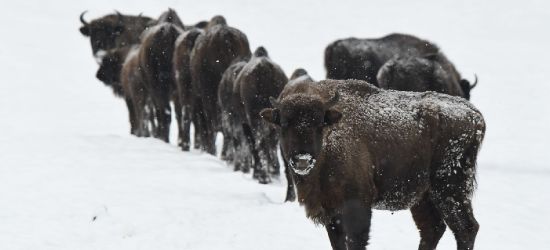 BIESZCZADY. Żubry dokładnie policzone (ZDJĘCIA)